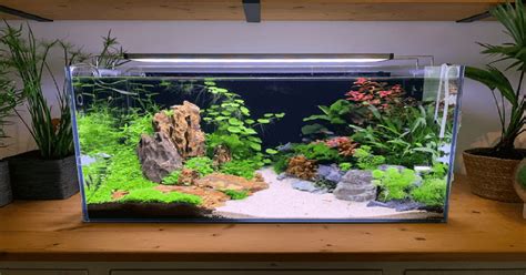 20+ Creative Outdoor Fish Tank Ideas to Try Now .